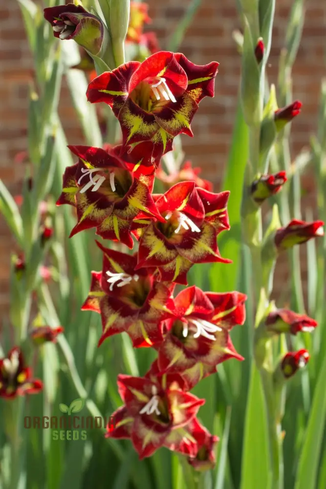 Gladiolus Papilio Vito Flower Seeds for Planting, Vibrant Butterfly Flowering for Your Garden, Premium Quality Seeds for Beautiful Blooms