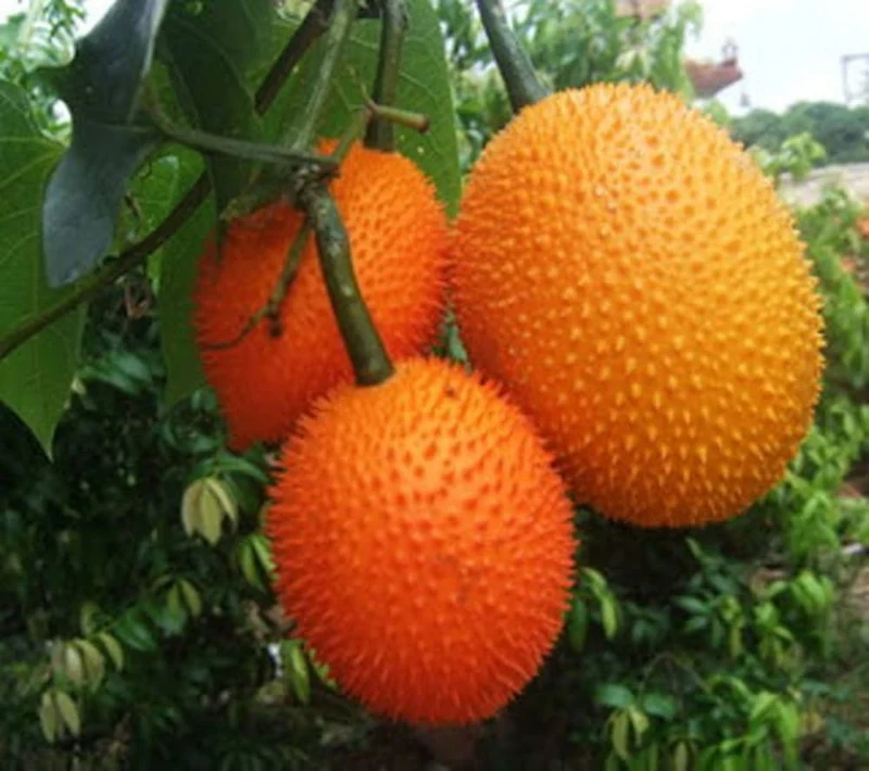 Vining Momordica cochinchinensis Fruit Seeds for Planting, Cultivating Unique and Nutritious Fruits in Your Garden