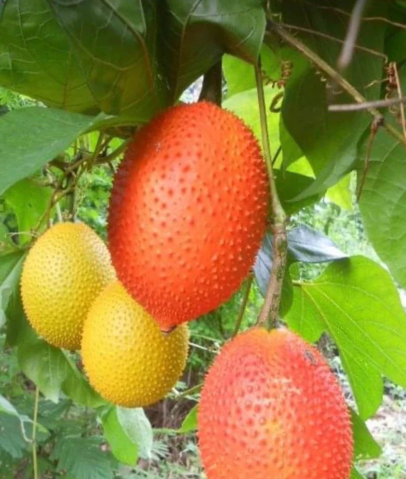 Vining Momordica cochinchinensis Fruit Seeds for Planting, Cultivating Unique and Nutritious Fruits in Your Garden