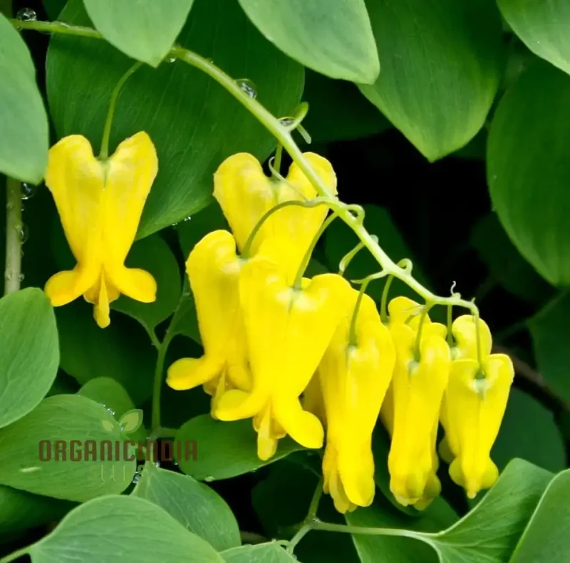 Yellow Bleeding Heart Flower Seeds for Planting, Vibrant Yellow Blooms to Your Garden with These High-Quality Seeds