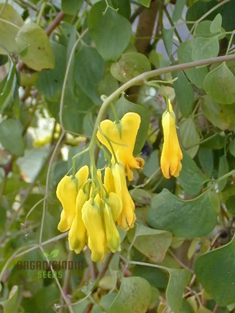 Yellow Bleeding Heart Flower Seeds for Planting, Vibrant Yellow Blooms to Your Garden with These High-Quality Seeds