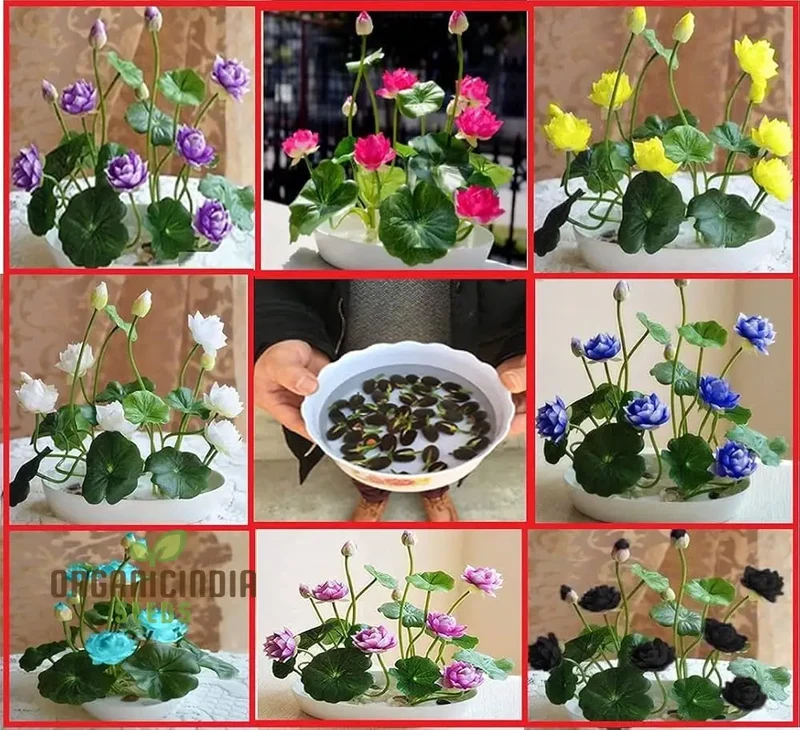 Lotus Mix Flower Seeds All Mix Colors Bring Positive Vibrations to Your Garden with Vaastu Shastra Guidance