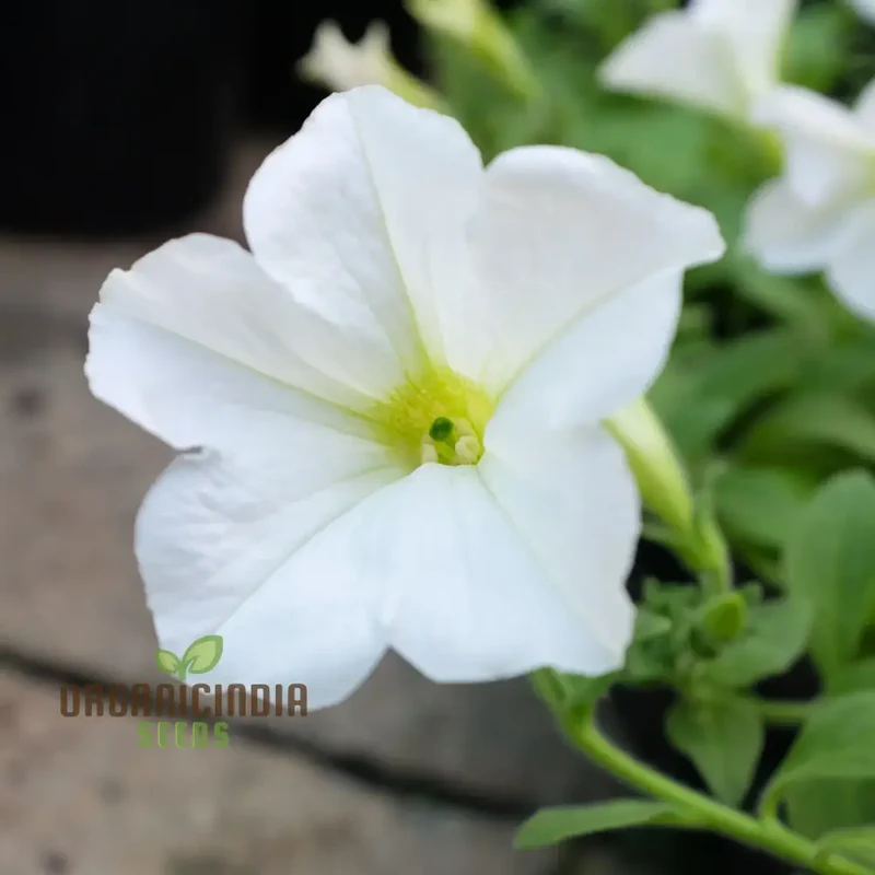 White Garden Petunia, Petunia Seeds, Premium Flower Seeds for Gardening, Beautiful Blooming Petunias, High-Quality Petunia Seeds for Your Garden, Perfect for Flower Beds and Containers