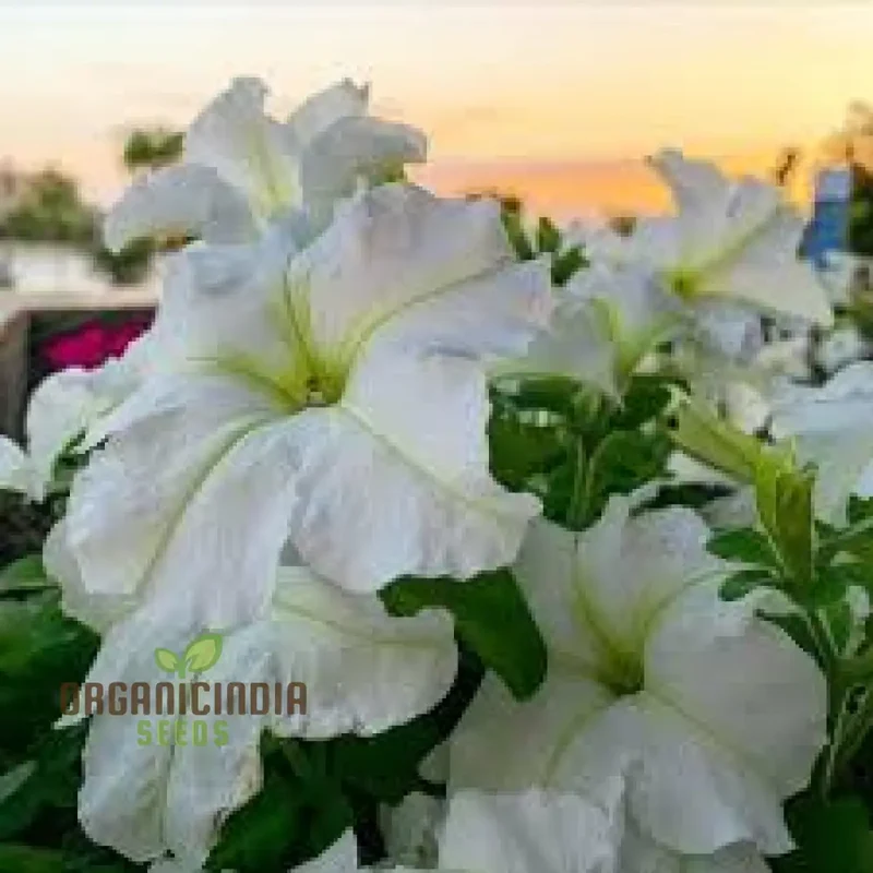 White Garden Petunia, Petunia Seeds, Premium Flower Seeds for Gardening, Beautiful Blooming Petunias, High-Quality Petunia Seeds for Your Garden, Perfect for Flower Beds and Containers