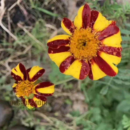French Marigold Seeds Court Jester Variety Organic Gardening Seeds