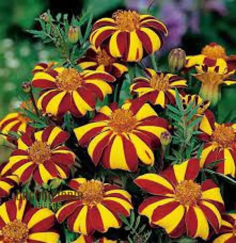 French Marigold Seeds Court Jester Variety Organic Gardening Seeds