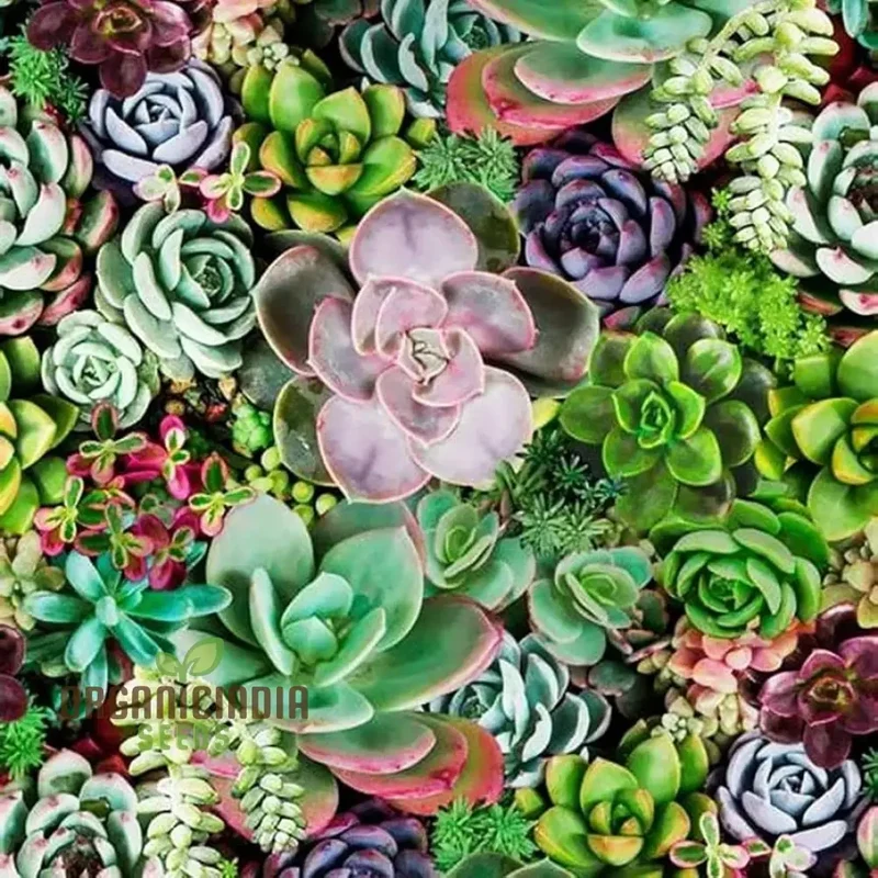 Agro Acres Cell Tower Radiation Absorber Succulent Plant Seeds for Planting, High-Quality Seeds for Garden