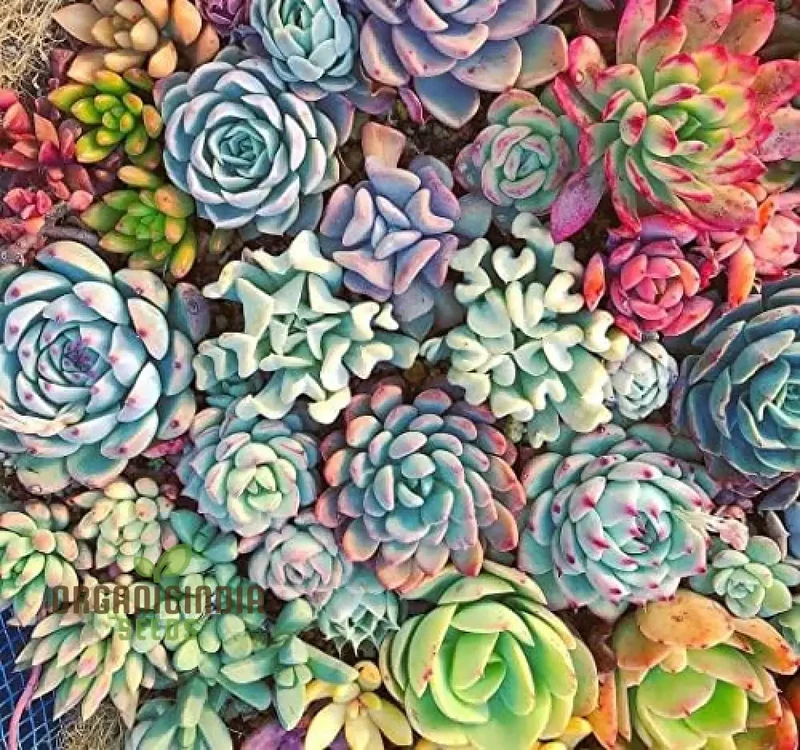 Agro Acres Cell Tower Radiation Absorber Succulent Plant Seeds for Planting, High-Quality Seeds for Garden