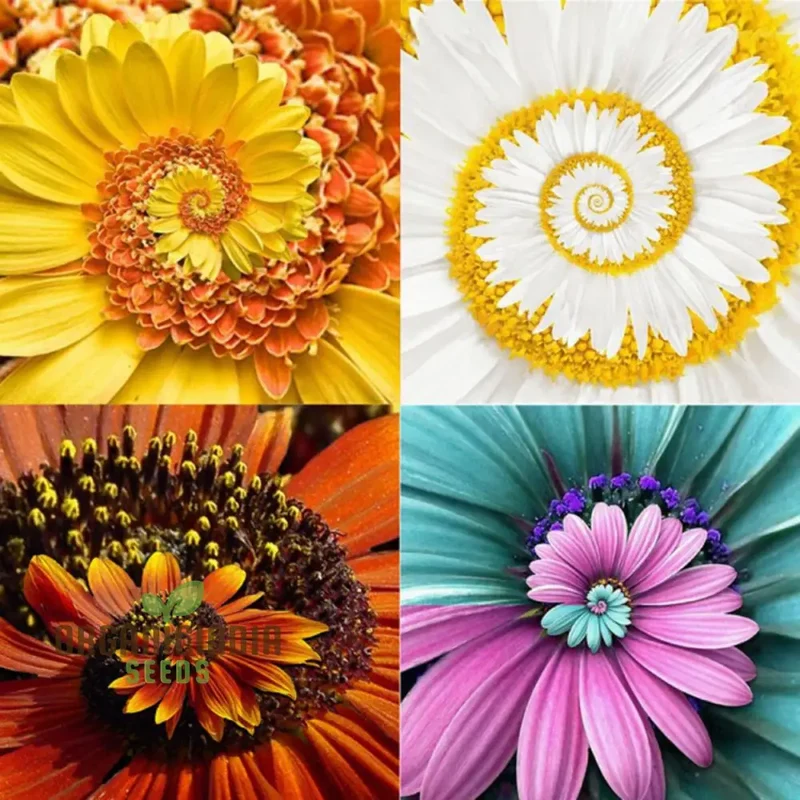 Miracle Daisy Seeds - Yellow and Orange, Premium Quality Flower Seeds for Planting, Organic Gardening Supplies