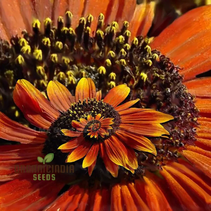 Miracle Daisy Seeds - Yellow and Orange, Premium Quality Flower Seeds for Planting, Organic Gardening Supplies