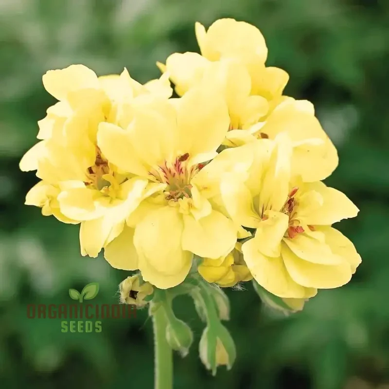 Premium Yellow Japanese Rosebud Pelargonium Geranium Flower Seeds for Planting