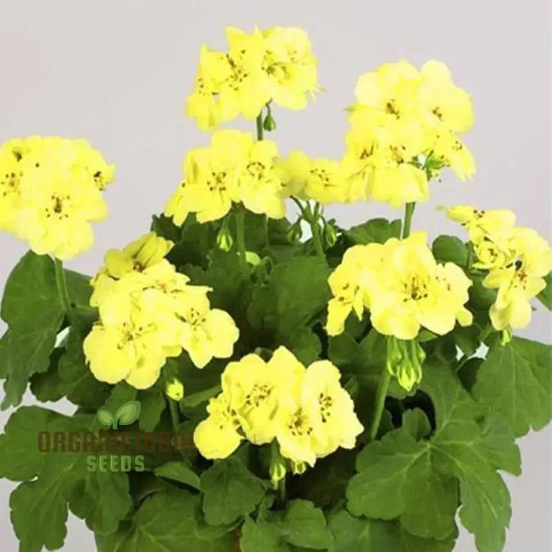 Premium Yellow Japanese Rosebud Pelargonium Geranium Flower Seeds for Planting