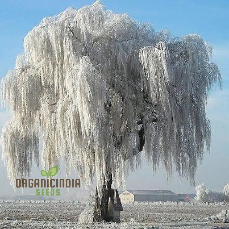 One White Willow Tree Seeds For Planting, Tree Seeds for Beautiful Garden Planting & Gardening Projects