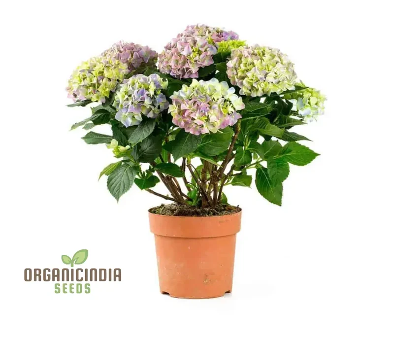 All Season Dwarf Hydrangea Flower Seeds, Hybrid Variety for Year-Round Gardening, Easy-to-Grow Seeds