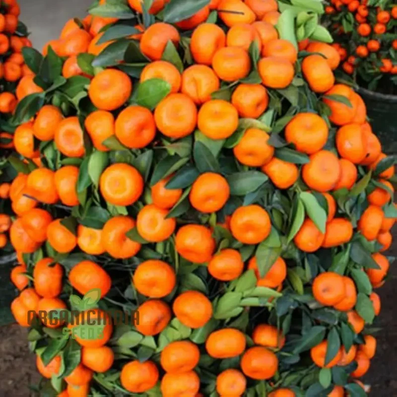 Mandarin Orange Dwarf Fruit Seeds for Planting, Premium Seeds for Growing Delicious Citrus in Your Home Garden
