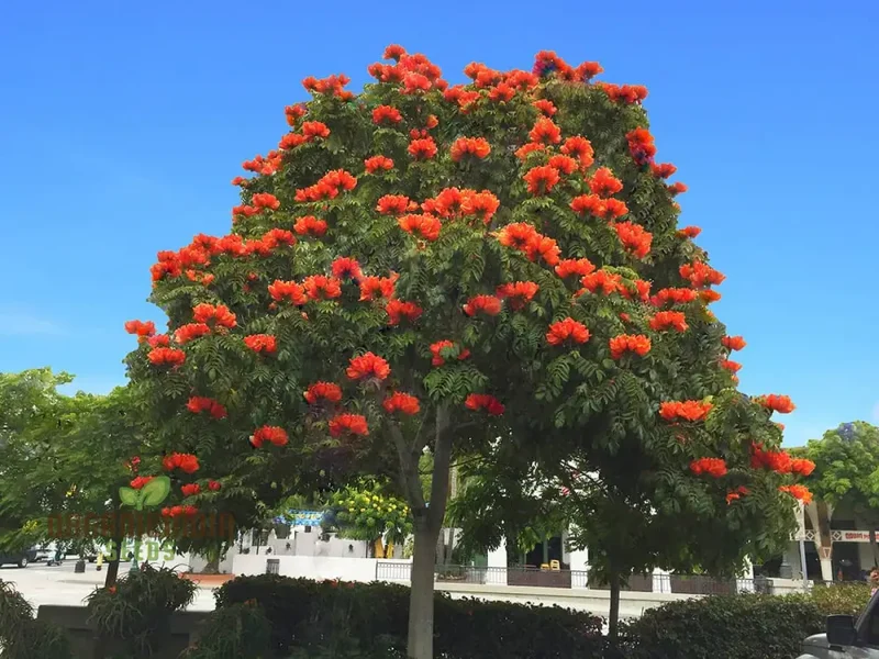 India African Tulip Tree Ornamental Shade Tree Seeds for planting-Premium Seeds for Home Garden