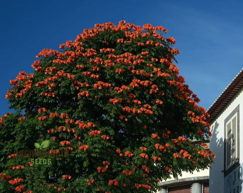 India African Tulip Tree Ornamental Shade Tree Seeds for planting-Premium Seeds for Home Garden