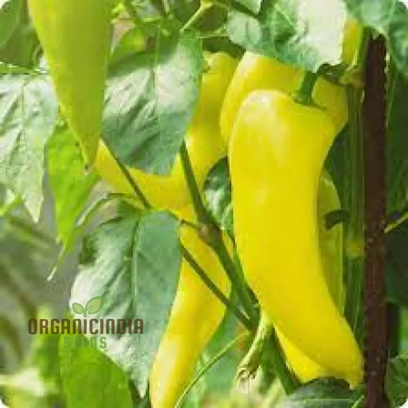All Season Hybrid Sweet Banana Pepper Seeds Pack - 50 Organic Seeds for Pest Resistant Gardening - High Yield All-Season Planting