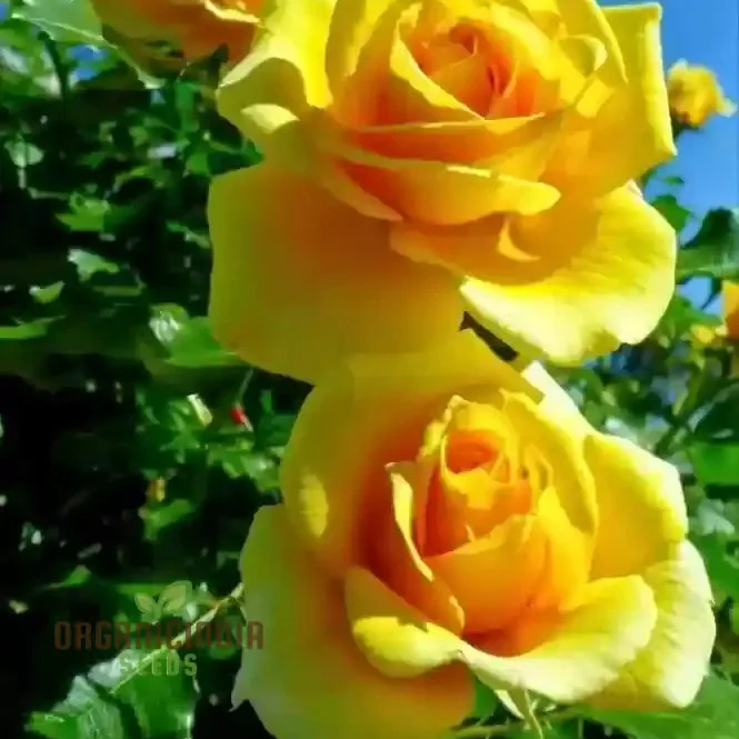 Yellow Rose Flower Seeds for Planting, High-Quality Seeds for Vibrant Yellow Blooms