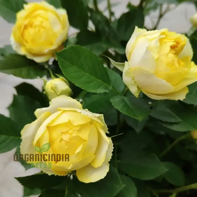 Yellow Rose Flower Seeds for Planting, High-Quality Seeds for Vibrant Yellow Blooms