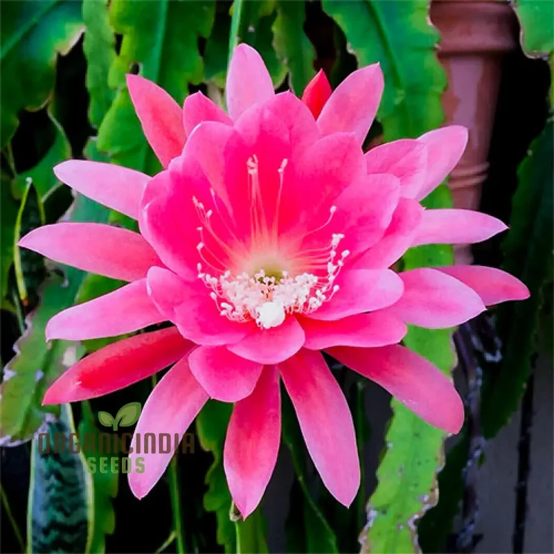 Brahma Kamal Flower Plant Seeds (Queen Of the Night) Saussurea Obvallata For Home Garden Lawn - Prunus Serrulata Seeds for Planting and Gardening