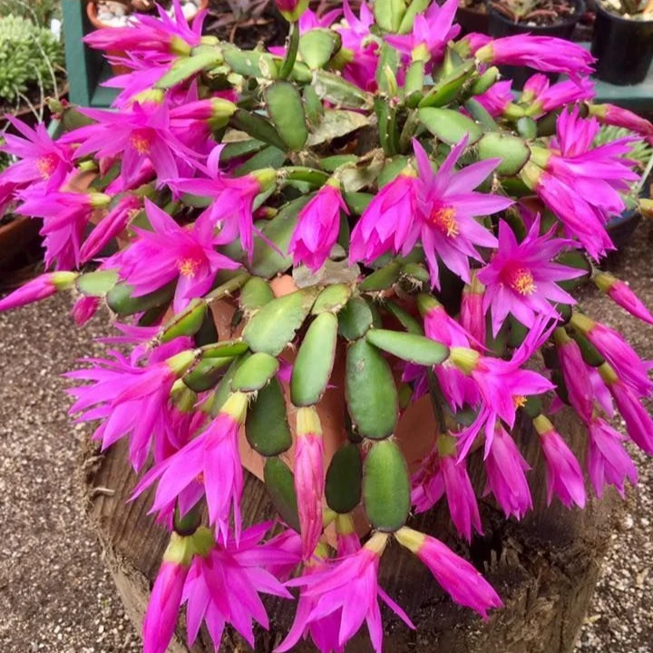 Brahma Kamal Flower Plant Seeds (Queen Of the Night) Saussurea Obvallata For Home Garden Lawn - Prunus Serrulata Seeds for Planting and Gardening