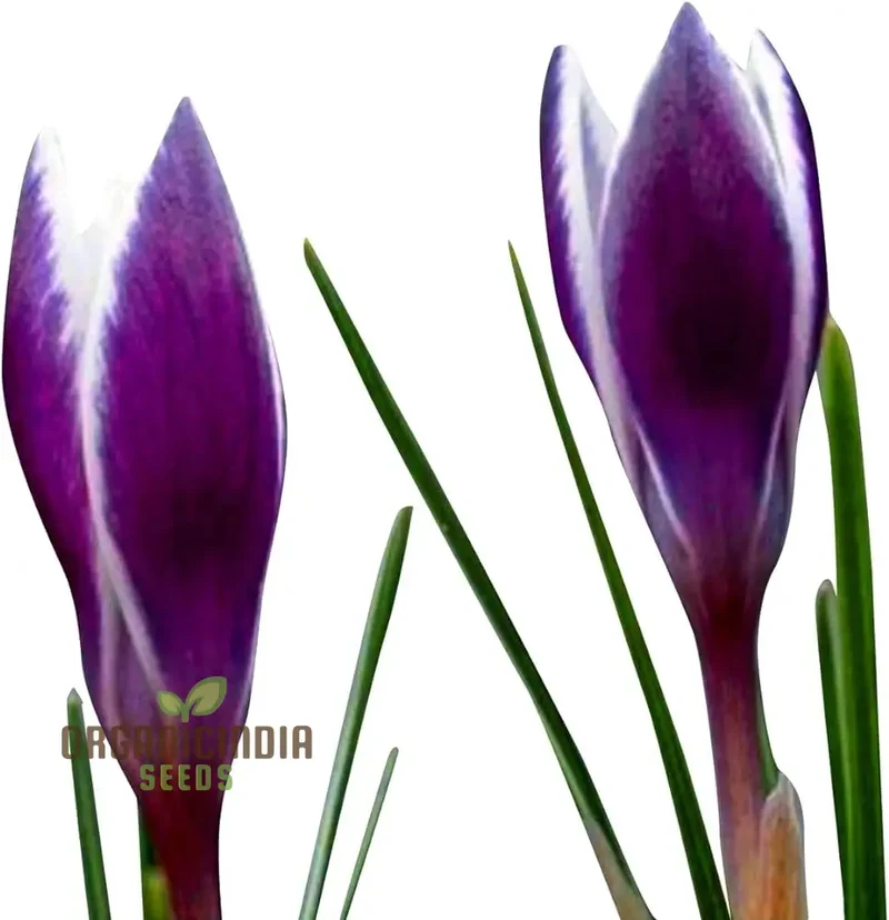 Saffron Flower Bulbs – Crocus Sativus for Home Planting