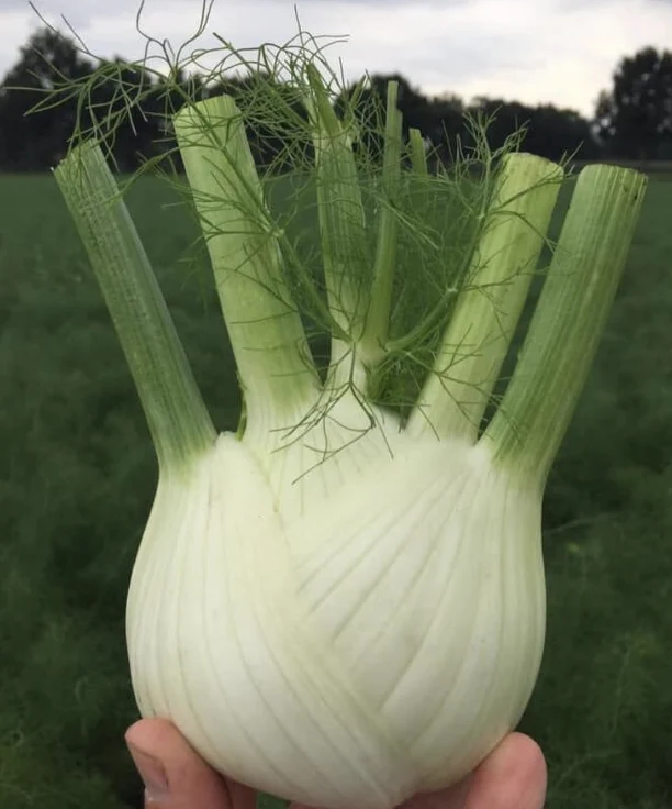 Fenouil bulbeux ‘Dragon F1’, semences produites écologiquement ( Foeniculum vulgare )