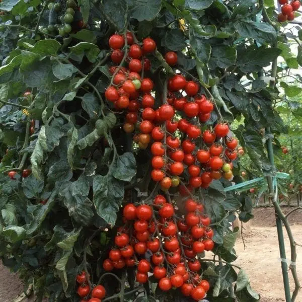 Tomate ‘Suncherry’ F1 ( Solanum lycopersicum )