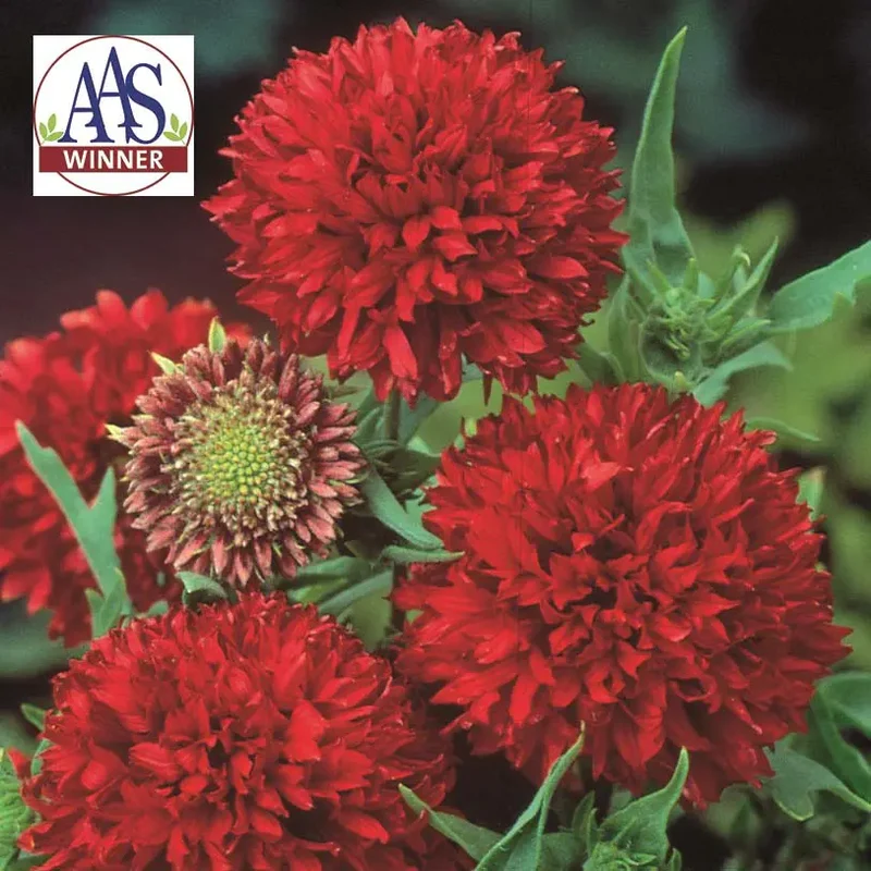 Gaillarde ‘Red Plume’ ( Gaillardia pulchella )
