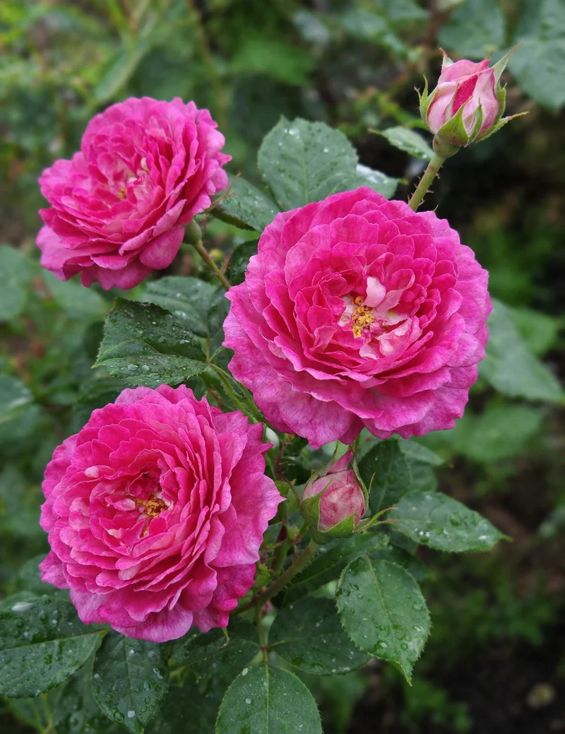 Rosier floribunda ‘Easy Charmer’ ( Rosa ‘Easy Charmer’)
