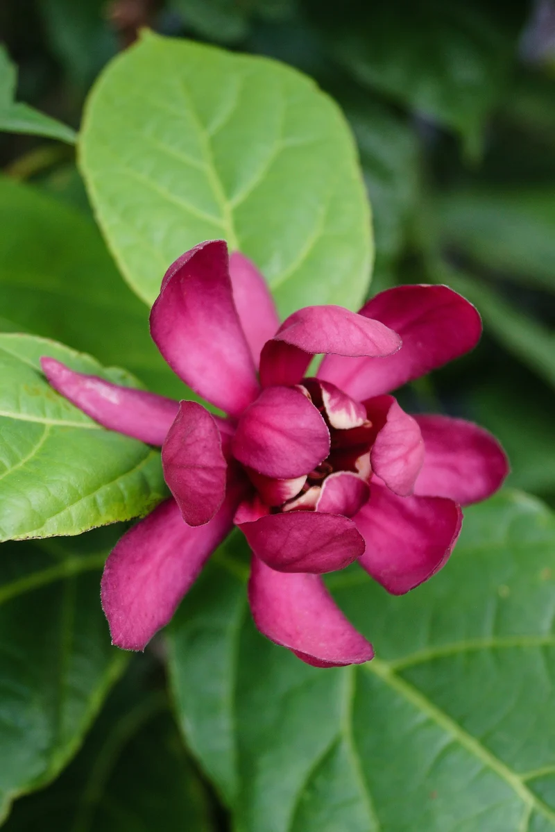 Calycanthus ‘Hartlage Wine’ ( Calycanthus × raulstonii ‘Hartlage Wine’)
