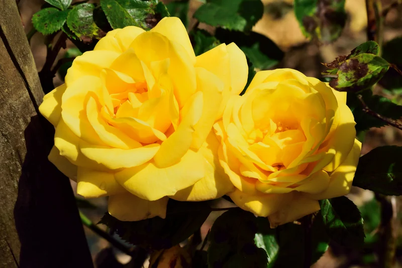 Rosier grimpant ‘Golden Showers’ ( Rosa ‘Golden Showers’)