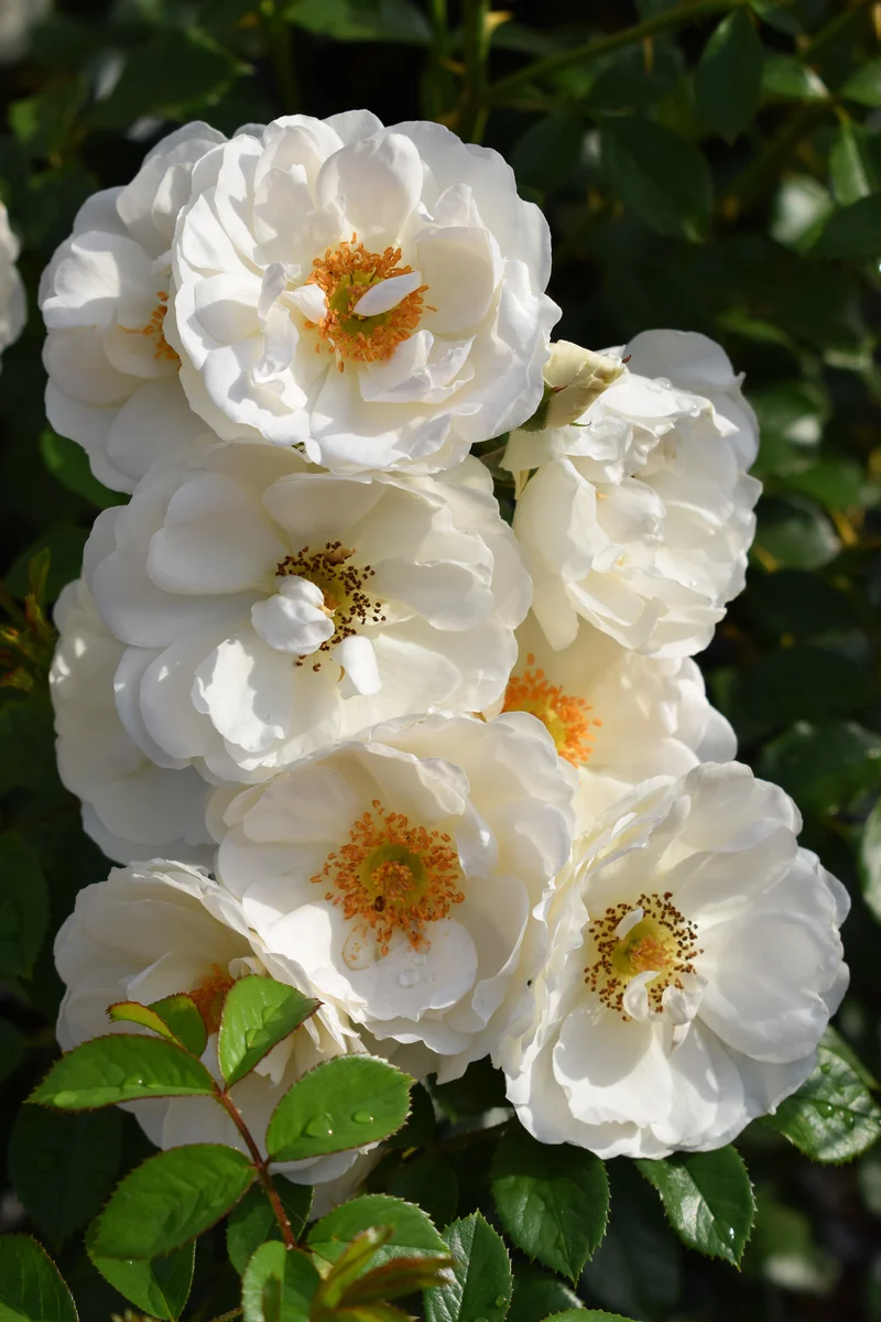Rosier grimpant ‘Hella’ ( Rosa ‘Hella’)