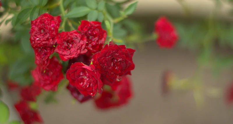 Rosier grimpant ‘Improved Blaze’ ( Rosa ‘Improved Blaze’)