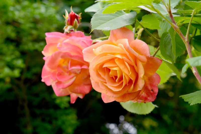 Rosier grimpant ‘Joseph's Coat’ ( Rosa ‘Joseph's Coat’)