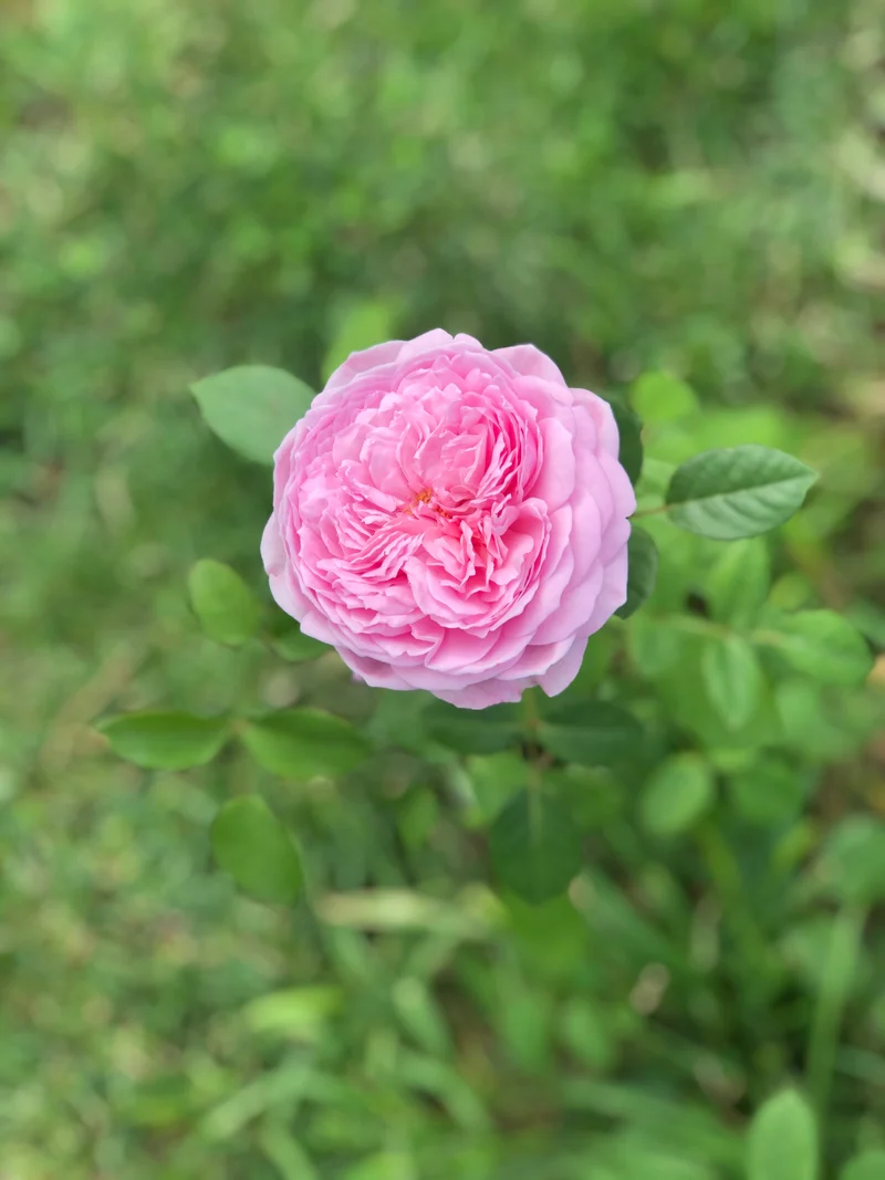 Rosier grimpant ‘Kiss Me Kate’ ( Rosa ‘Kiss Me Kate’)