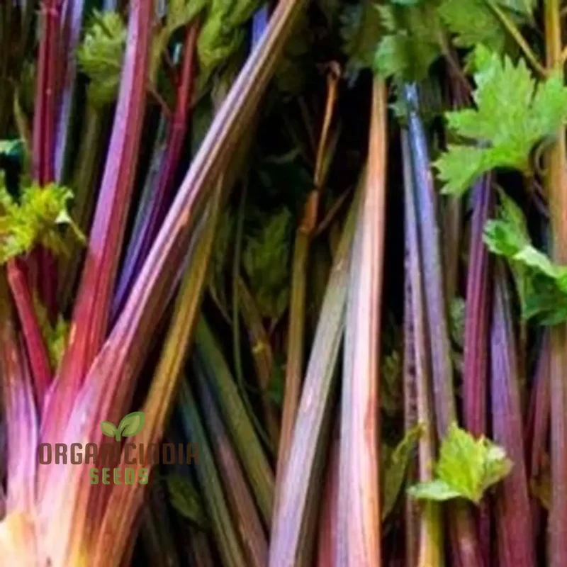 Red Soup Celery Seeds for Planting – Flavorful, Nutrient-Rich Variety for Soups & Stews
