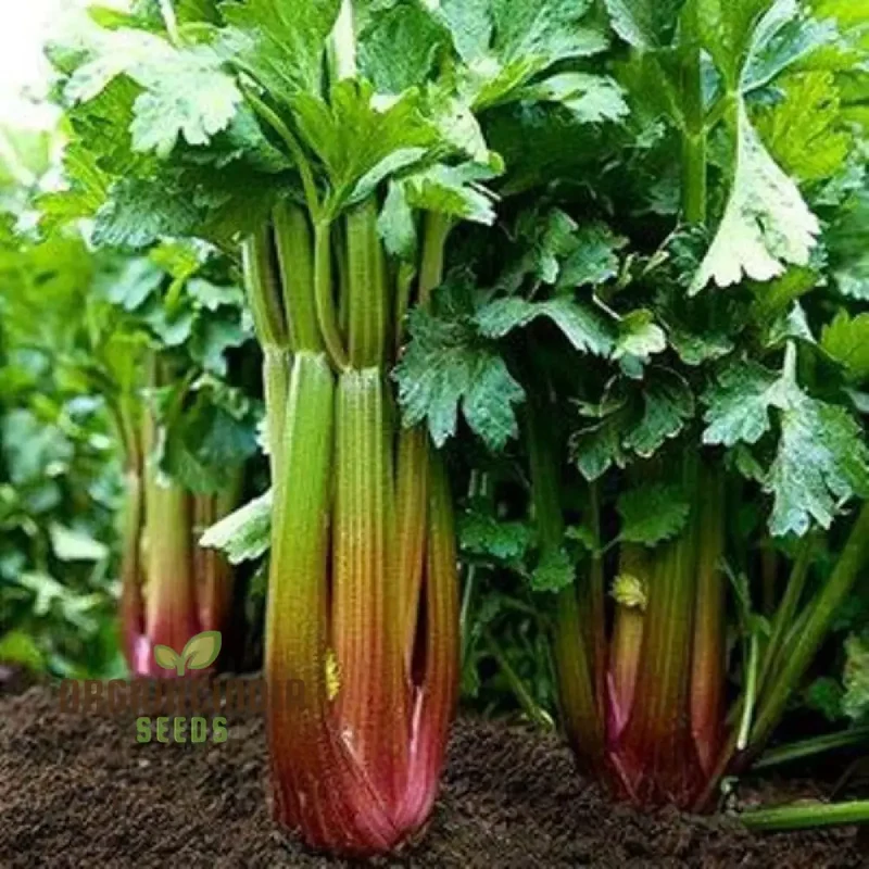 Red Soup Celery Seeds for Planting – Flavorful, Nutrient-Rich Variety for Soups & Stews