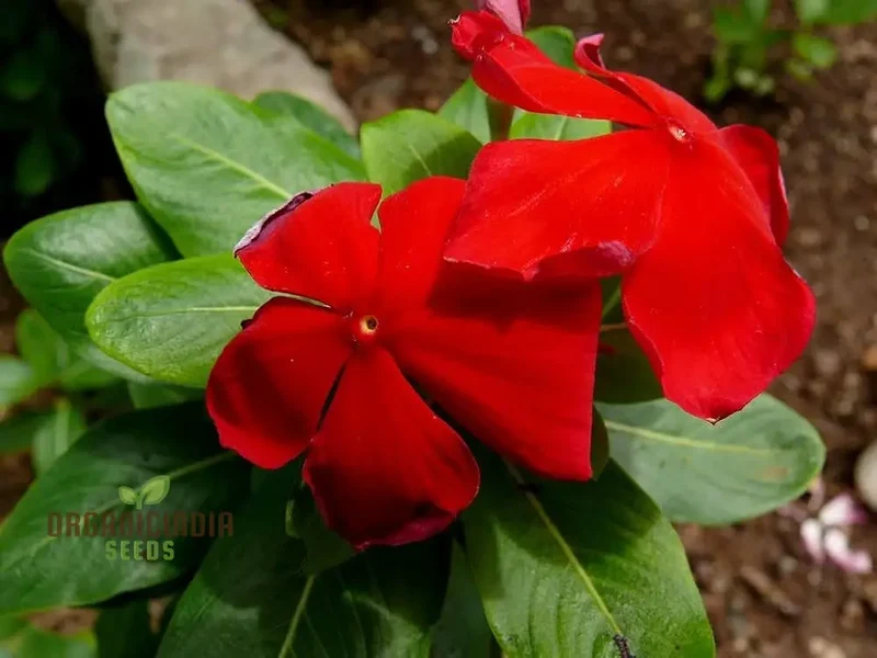 Vinca Rosea Red Cherry Dwarf Seeds - Easy Planting, Beautiful Red Flowers for Your Garden