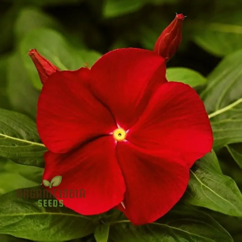 Vinca Rosea Red Cherry Dwarf Seeds - Easy Planting, Beautiful Red Flowers for Your Garden