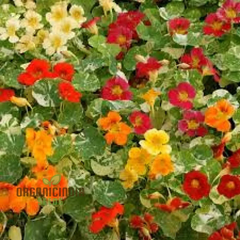 Alaska Mix Seeds - Premium Gardening Seeds for Your Garden