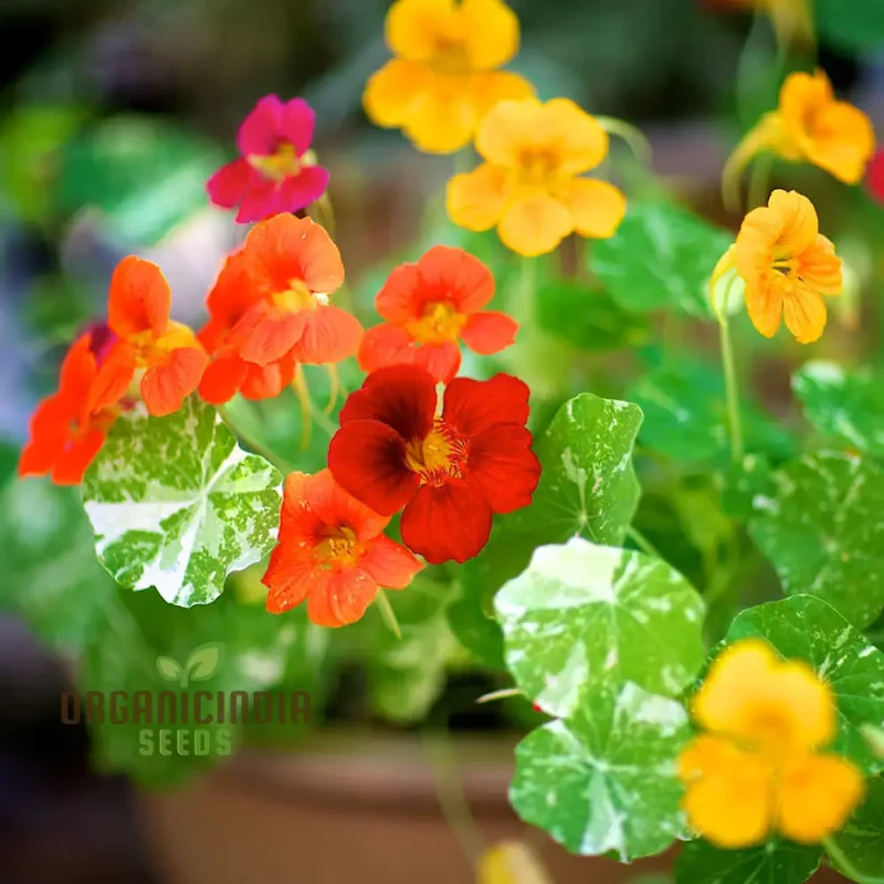 Alaska Mix Seeds - Premium Gardening Seeds for Your Garden