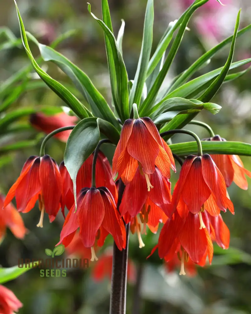 Fritillaria Imperialis Rubra Flower Seeds For Planting, Majestic Red Crown Imperial Flowers for a Dramatic Garden Display
