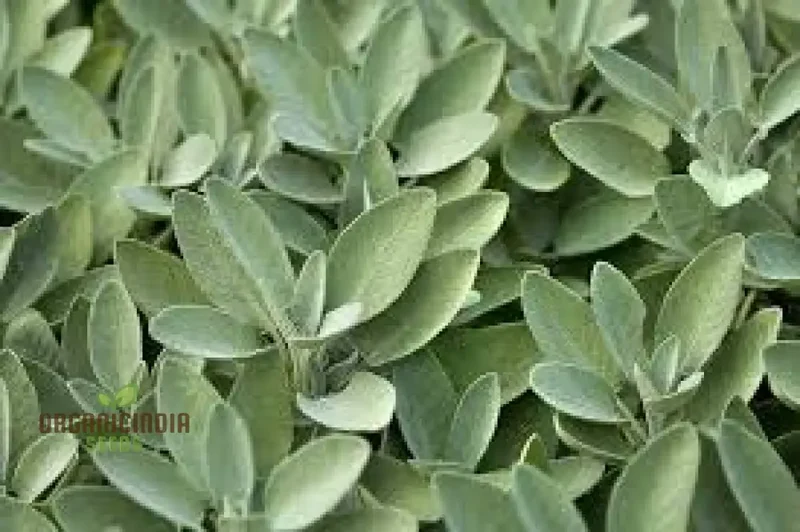 Sage Seeds – Premium Quality Salvia Officinalis for Home & Herbal Gardens