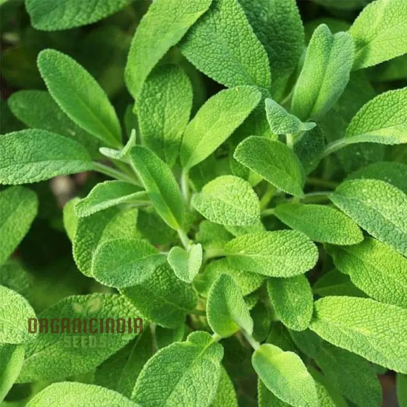Sage Seeds – Premium Quality Salvia Officinalis for Home & Herbal Gardens