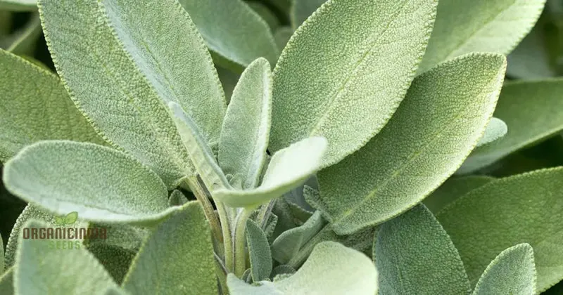 Sage Seeds – Premium Quality Salvia Officinalis for Home & Herbal Gardens
