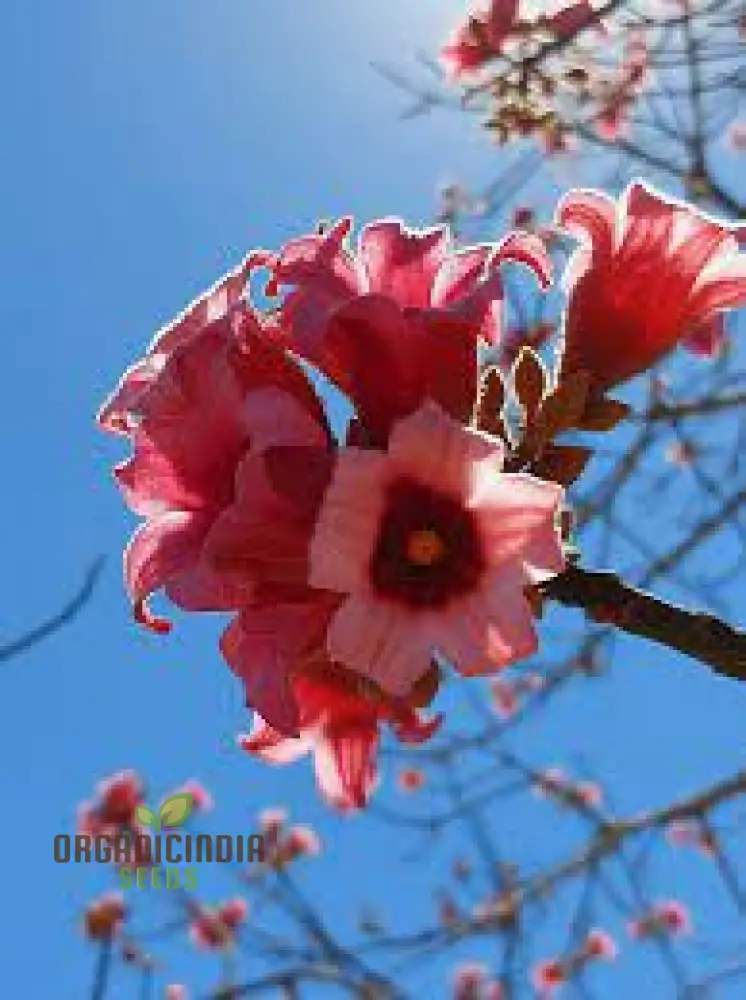 Kurrajong Wildflower Seeds - Native Australian Gardening | Buy Wildflower Seeds Online