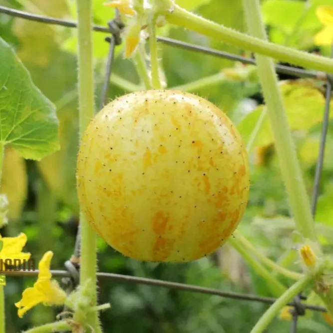 Cucumber - Crystal (Lemon) Seeds | 100 Pcs | Perfect for Vibrant Harvests & Delicious Summer Salads