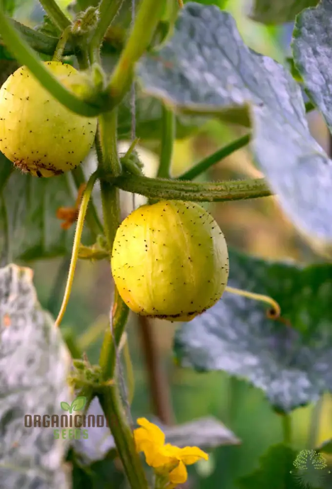 Cucumber - Crystal (Lemon) Seeds | 100 Pcs | Perfect for Vibrant Harvests & Delicious Summer Salads